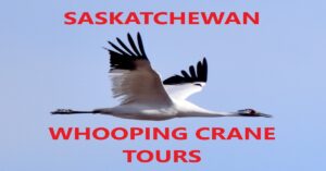 Saskatchewan Whooping Crane Tours and Sandhill Crane Tours