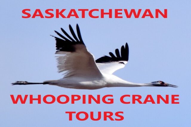 Saskatchewan Whooping Crane Tours – Best selection for 2024