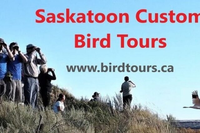 Top 5 Saskatoon Events This Week for Birdwatchers and Bird Photographers
