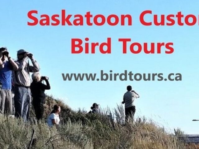 Saskatoon Custom Bird Tours: 2024 best tours and workshops