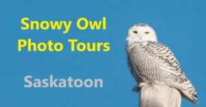 Snowy Owl Photo Tours - Saskatoon, Canada