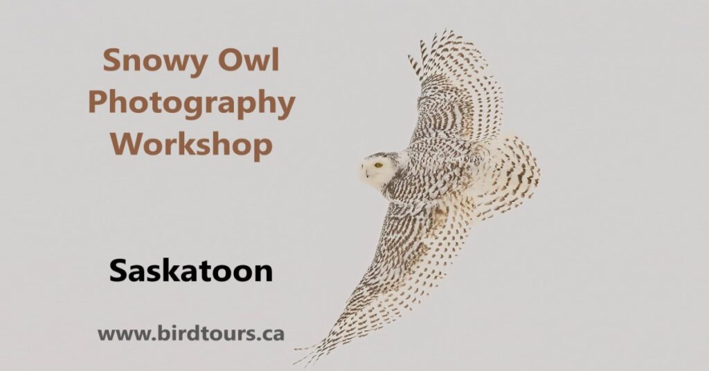 Snowy Owl Photography Workshop