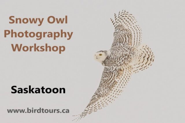 Snowy Owl Photography Workshops: 2024 – 2025