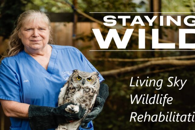 Staying Wild TV Show about Living Sky Wildlife Rehabilitation in 2024