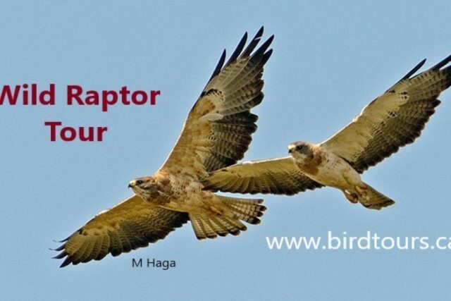 Wild Raptor Tour 2024