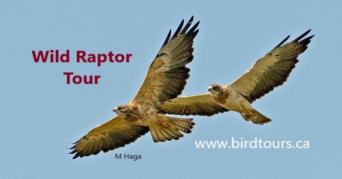 Wild Raptor Tour - Saskatoon