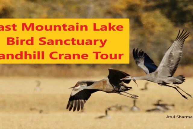 Last Mountain Lake Bird Sanctuary Tour 2024