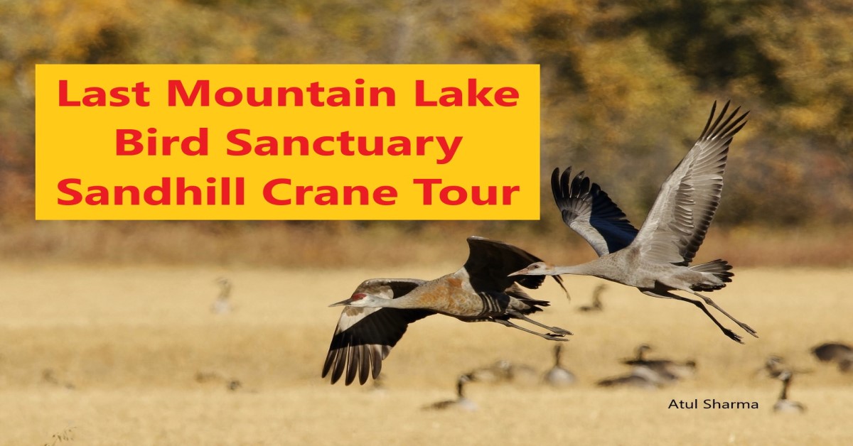 Last Mountain Lake Bid Sanctuary Sandhill Crane Tour