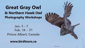 Great Gray Owl and Hawk Owl Photography Workshops