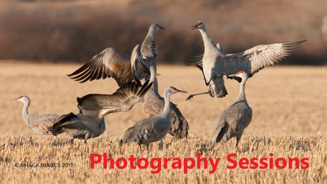 Sandhill Crane Photography