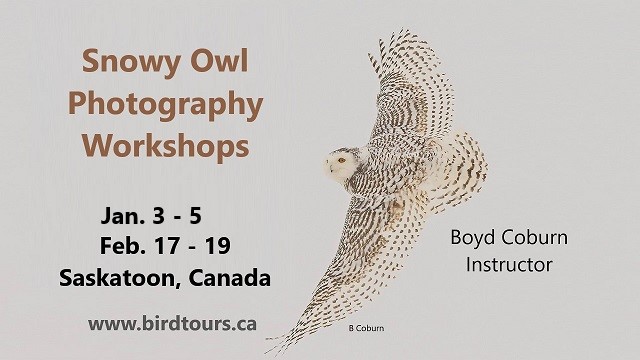 Snowy Owl Photography Workshops