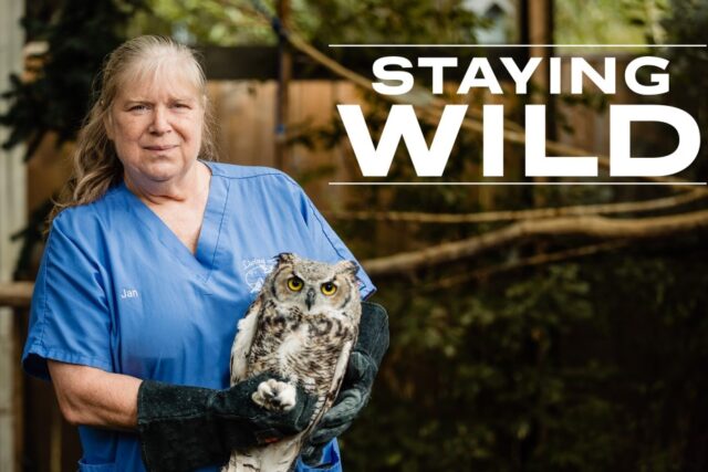 Staying Wild TV Show about Living Sky Wildlife Rehabilitation