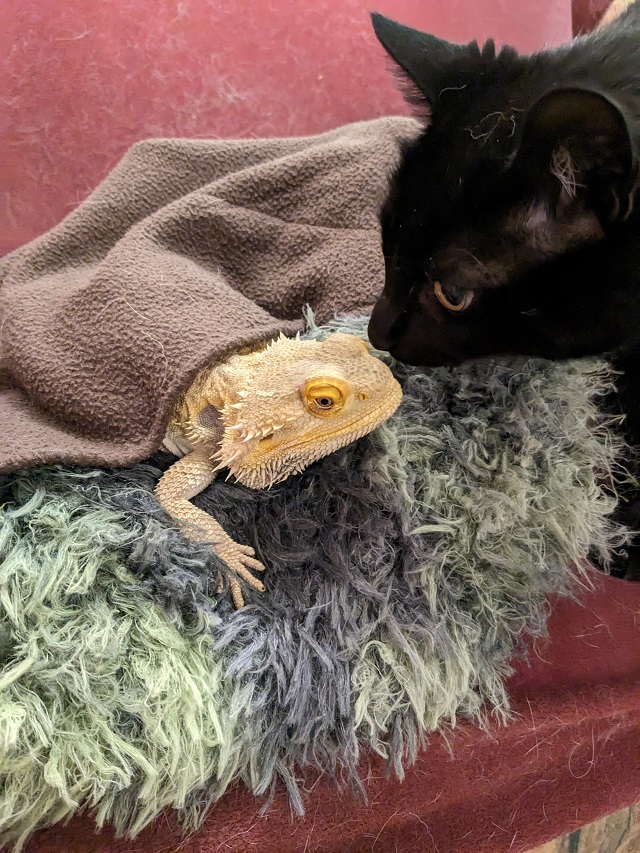 Lizard Bed