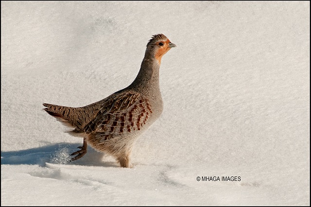 Gray Partridge