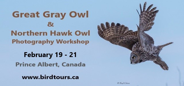 Great Gray Owl and Northern Hawk Owl Photography Workshop