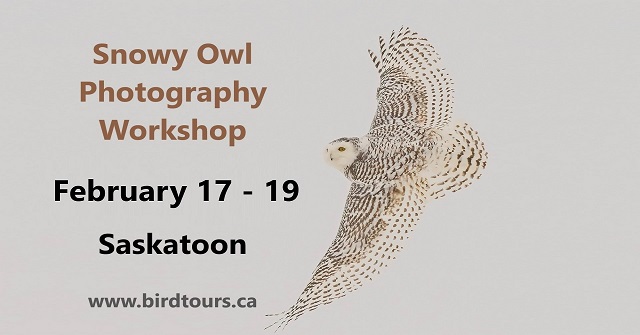 Snowy Owl Photography Workshop February 17 - 19