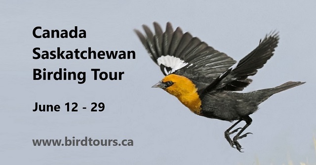 Saskatchewan Birding Tour