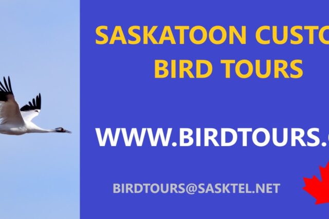 Bird Tours Newsletter 2026