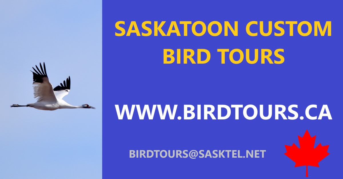 Saskatoon Custom Bird Tours Bird Tours Newsletter