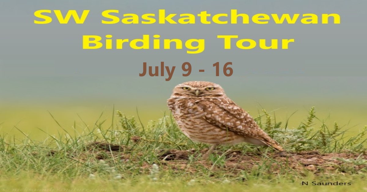 Southwest Saskatchewan Birding Tour: July 9 - 16, 2026