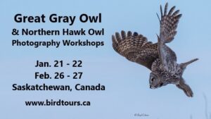 Great Gray Owl & Northern Hawk Owl Photography Workshops: Saskatchewan Canada
