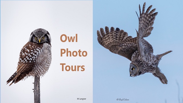 Owl Photography Tours