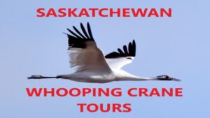 Saskatchewan Whooping Crane Tours