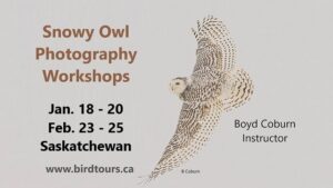 Snowy Owl Photography Workshops: Saskatchewan, Canada