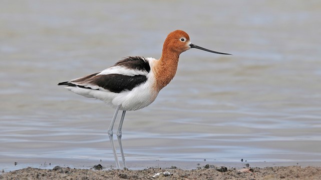 American Avocet