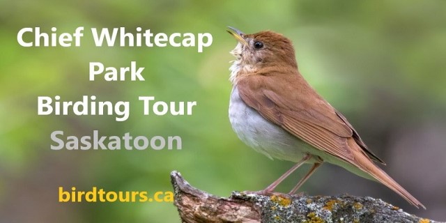 Chief Whitecap Park Birding Tour