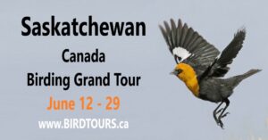 Saskatchewan Birding Grand Tour