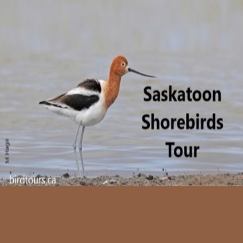 Saskatoon Shorebird Tour