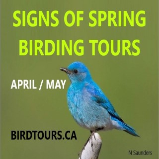 Signs of Spring Birding Tours