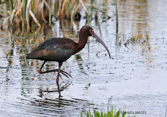 White-faced Ibis