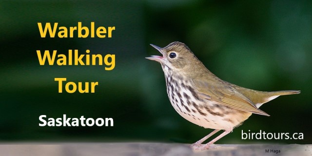 Warbler Walking Tours