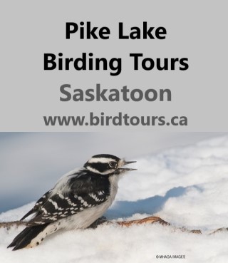 Pike Lake Birding Tour