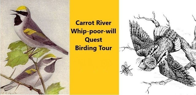 Carrot River Whip-poor-will Quest Birding Tour
