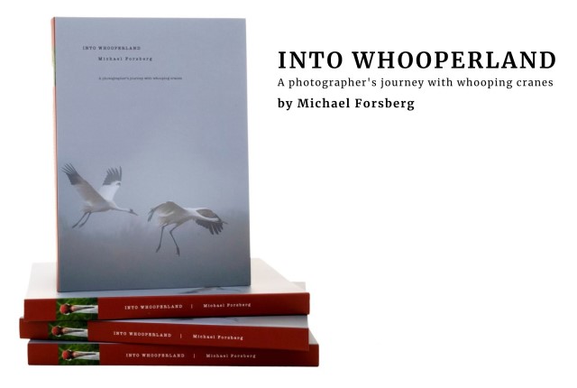 Into Whooperland by Michael Forsberg