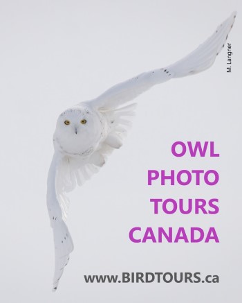 Owl Photo Tours Canada