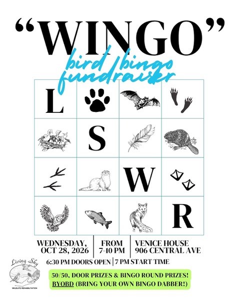Wingo - bird bingo October 28