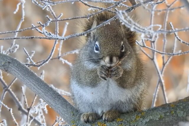 Gifts of Mutual Funds to LSWR