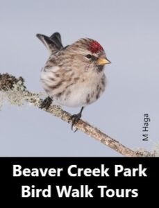 Beaver Creek Bird Walk Tours