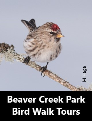 Beaver Creek Bird Walk Tours