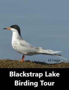 Blackstrap Lake Birding Tours