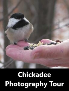 Chickadee Photography Tour