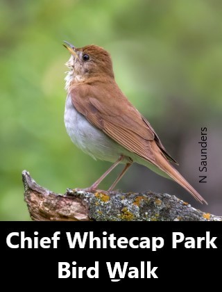 Chief Whitecap Park Bird Walk