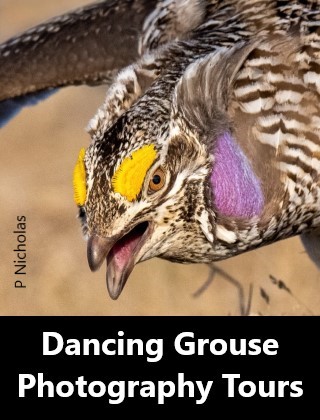 Dancing Grouse Photography Tours