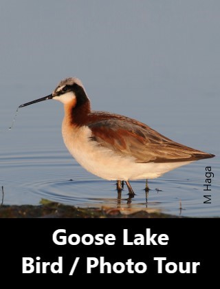 Goose Lake Birding and Bird Photography Tour