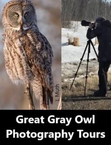 Great Gray Owl Photography Tours