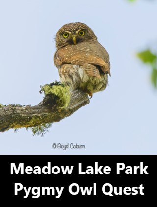 Meadow Lake Park Pygmy Owl Quest Tour